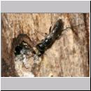 Passaloecus sp - Grabwespe 04 5-7mm.jpg